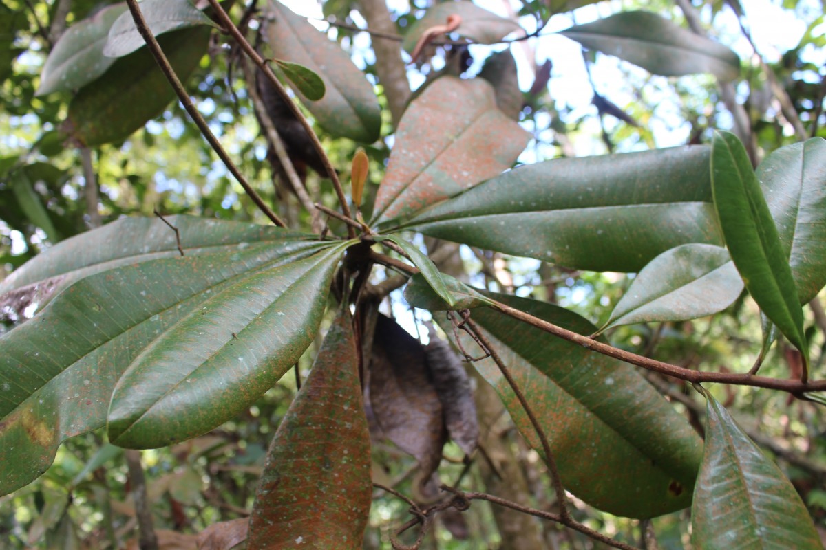 Campnosperma zeylanicum Thwaites